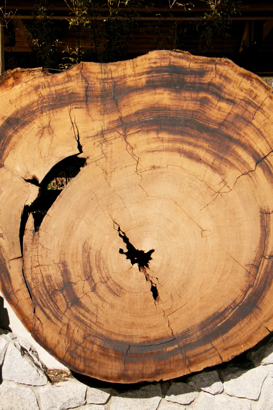 Sequoia rings