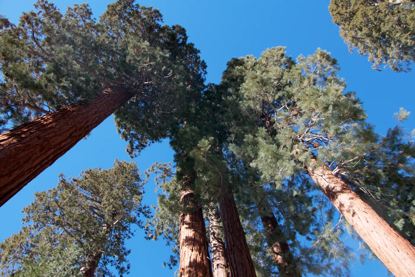 Giant sequoias, looking up