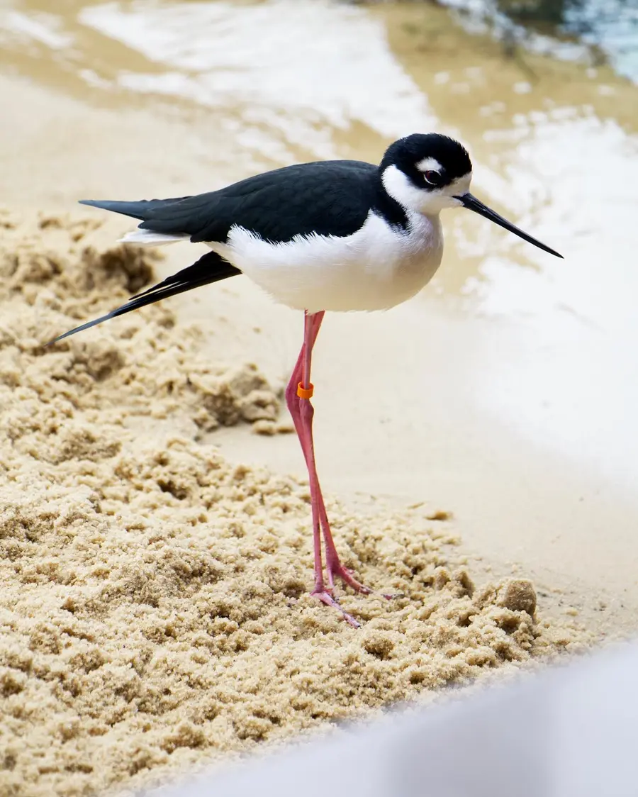 Black-necked stilt