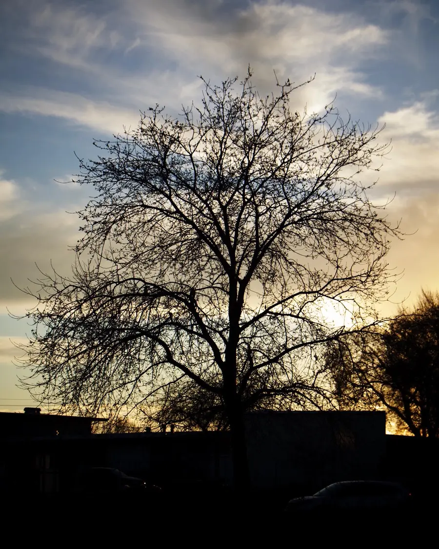Winter tree at sunset