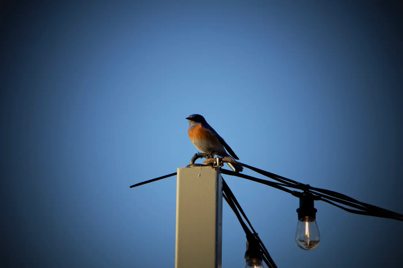 On the wire